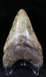 Uniquely Colored Megalodon Tooth - Georgia #21876-1